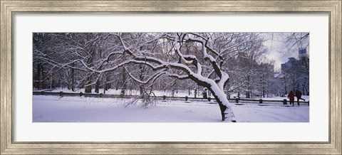Framed Trees covered with snow in a park, Central Park, New York City, New York state, USA Print