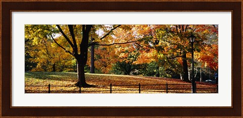 Framed Trees in a forest, Central Park, Manhattan, New York City, New York, USA Print