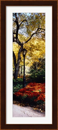 Framed Lamppost in a park, Central Park, Manhattan, New York City, New York, USA Print