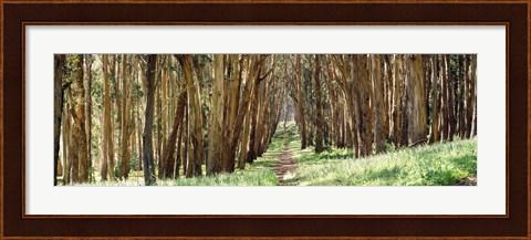 Framed Walkway passing through a forest, The Presidio, San Francisco, California, USA Print