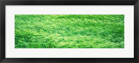Framed Wheat Field Prince Edward Island Canada Print