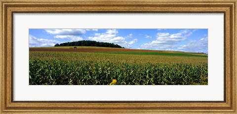 Framed Field Of Corn With Tractor In Distance, Carroll County, Maryland, USA Print
