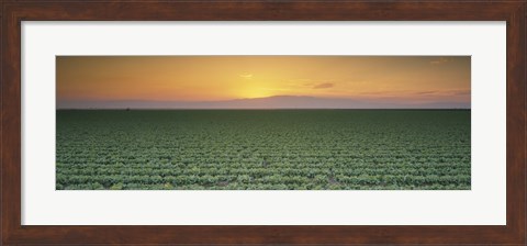 Framed High angle view of a lettuce field at sunset, Fresno, San Joaquin Valley, California, USA Print