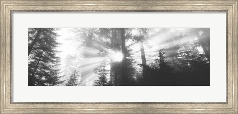 Framed Road, Redwoods Park, California, USA Print