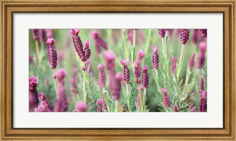 Framed High angle view of Italian Lavender Print