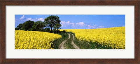 Framed Canola, Farm, Yellow Flowers, Germany Print