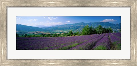 Framed Lavender Fields, La Drome Provence, France Print