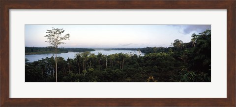 Framed Trees in a forest, Amazon Rainforest, Amazon, Peru Print