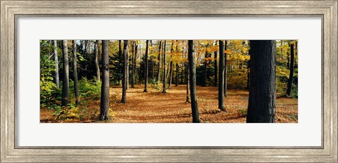 Framed Chestnut Ridge Park Orchard Park NY USA Print
