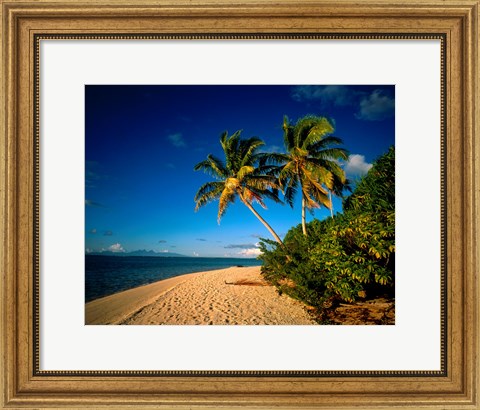 Framed Palm trees and beach, Tahiti French Polynesia Print