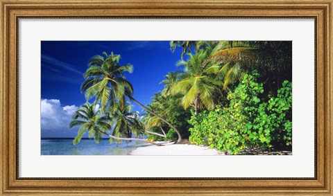 Framed Palm Beach The Maldives Print