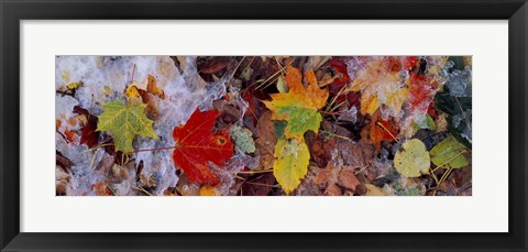 Framed Frost on leaves, Vermont, USA Print