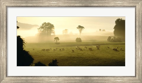 Framed Farmland &amp; Sheep Southland New Zealand Print