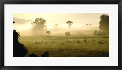 Framed Farmland &amp; Sheep Southland New Zealand Print