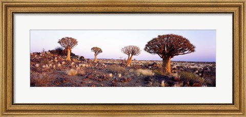 Framed Quiver Trees Namibia Africa Print