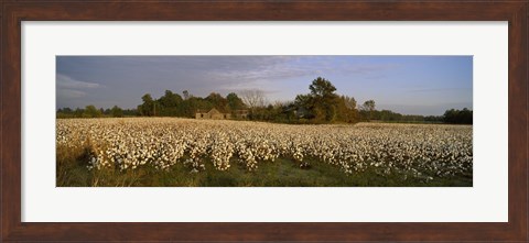 Framed Cotton plants in a field, North Carolina, USA Print