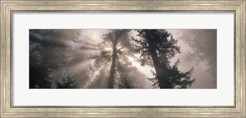 Framed Trees Redwood National Park, California, USA Print