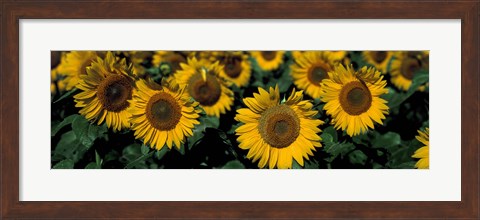 Framed Sunflowers ND USA Print