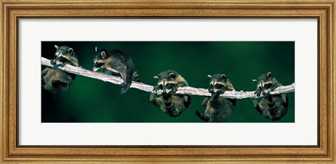 Framed Raccoons (concept) Alberta Canada Print