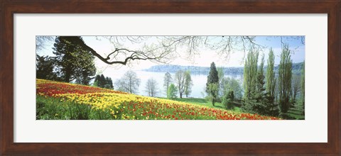 Framed Lake Constance, Insel Mainau, Germany Print