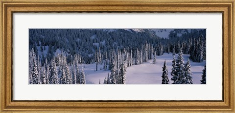 Framed Fir Trees, Mount Rainier National Park, Washington State, USA Print