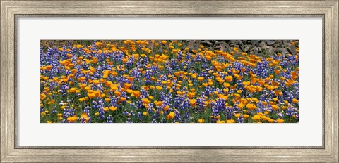 Framed California Golden Poppies (Eschscholzia californica) and Bush Lupines (Lupinus albifrons), Table Mountain, California, USA Print