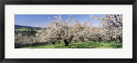 Framed Cherry Orchard, Oregon, USA Print