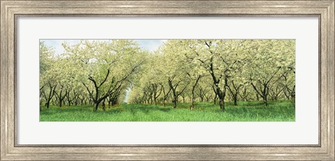 Framed Rows Of Cherry Tress In An Orchard, Minnesota, USA Print