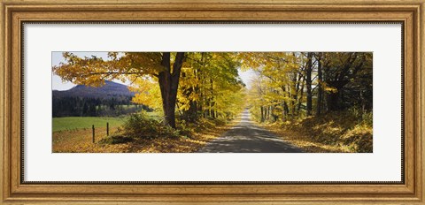 Framed Trees on both sides of a road, Danby, Vermont, USA Print