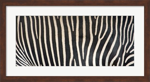 Framed Grevey&#39;s Zebra Stripes Print
