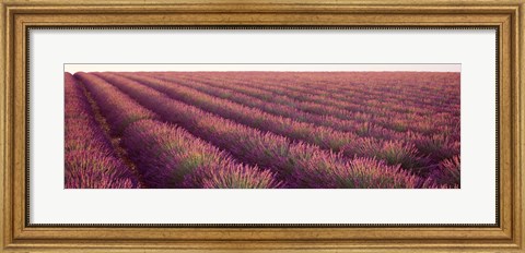 Framed Close-up of Lavender fields, Plateau de Valensole, France Print
