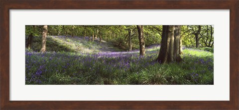 Framed Bluebells In A Forest, Newton Wood, Texas, USA Print