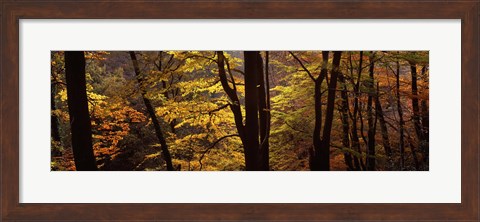 Framed Mid Section View Of Trees, Littlebeck, North Yorkshire, England, United Kingdom Print