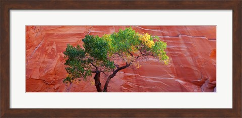 Framed Low Angle View Of A Cottonwood Tree In Front Of A Sandstone Wall, Escalante National Monument, Utah, USA Print
