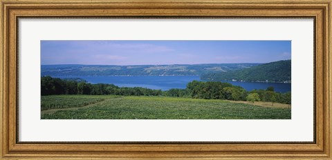 Framed High angle view of a vineyard near a lake, Keuka Lake, Finger Lakes, New York State, USA Print