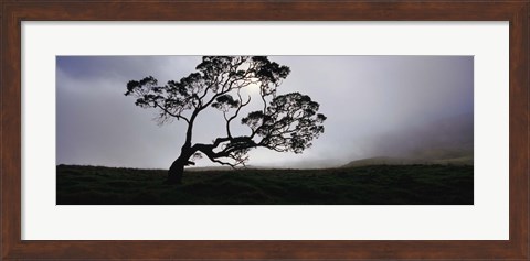 Framed Silhouette Of A Koa Tree, Mauna Kea, Kamuela, Big Island, Hawaii, USA Print