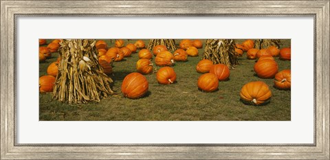 Framed Corn plants with pumpkins in a field, South Dakota, USA Print