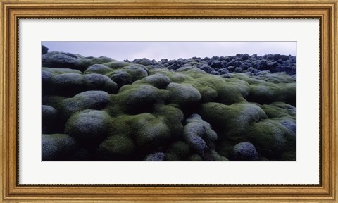 Framed Close-up of moss on rocks, Iceland Print