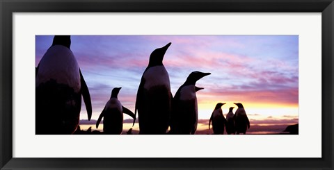 Framed Silhouette of a group of Gentoo penguins, Falkland Islands (Pygoscelis papua) Print
