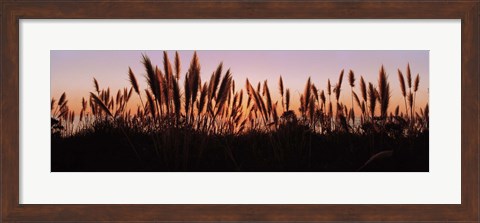Framed Silhouette of grass in a field at dusk, Big Sur, California, USA Print