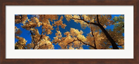 Framed Low angle view of cottonwood tree, Canyon De Chelly, Arizona, USA Print