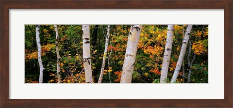 Framed Birch trees in a forest, New Hampshire, USA Print