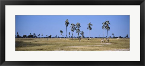 Framed Giraffes (Giraffa camelopardalis) in a national park, Hwange National Park, Matabeleland North, Zimbabwe Print