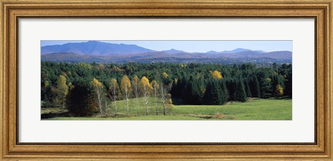Framed Trees in a forest, Stowe, Lamoille County, Vermont, USA Print