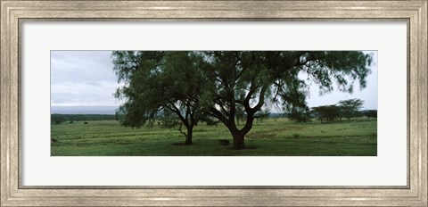 Framed Trees on a landscape, Lake Nakuru National Park, Great Rift Valley, Kenya Print