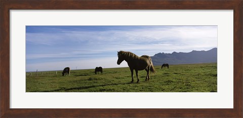 Framed Icelandic horses in a field, Svinafell, Iceland Print