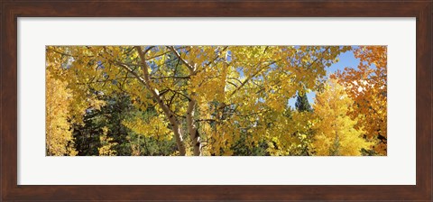 Framed Aspen trees with foliage in autumn, Colorado, USA Print