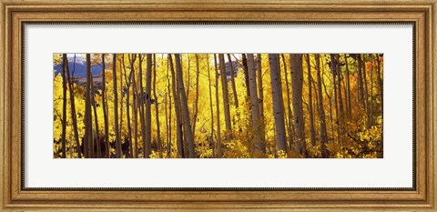 Framed Aspen tree trunks and foliage in autumn, Colorado, USA Print