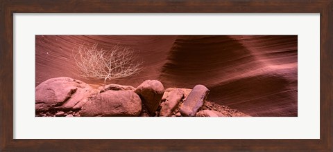 Framed Bare Tree and Rock formations, Antelope Canyon, Arizona Print