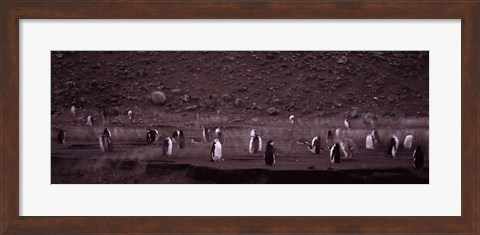 Framed Penguins make their way to the colony, Baily Head, Deception Island, South Shetland Islands, Antarctica Print